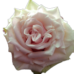 Cute Enigma Roses Pche Equateur Ethiflora